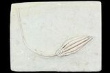 Scytalocrinus Crinoid With Long Stem - Crawfordsville, Indiana #87978-2